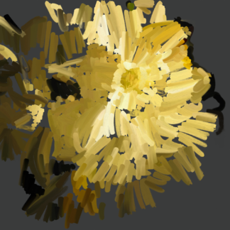 Daffodils