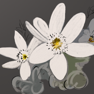 Native Clematis