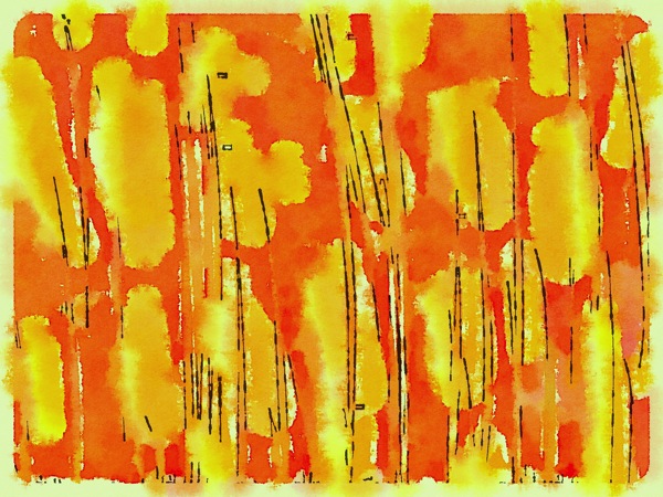 Wild Flowers