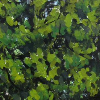 Beech Forest