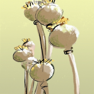 Poppies
